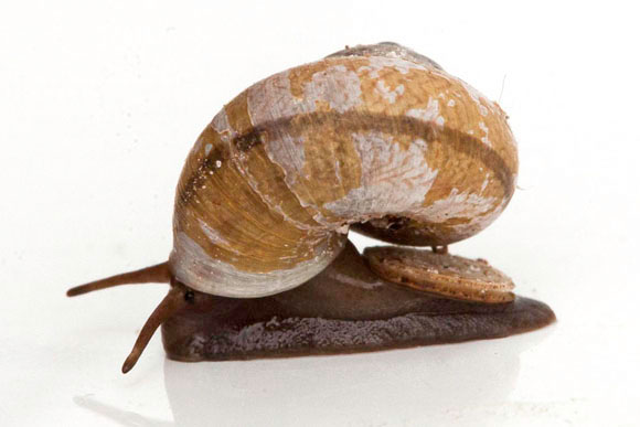 Japonia insularis Duong Dong, Phu Quoc, Vietnam